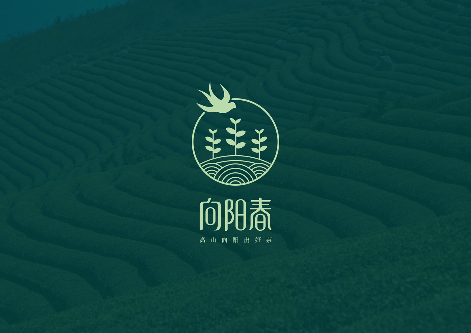 創(chuàng)意茶葉品牌logo